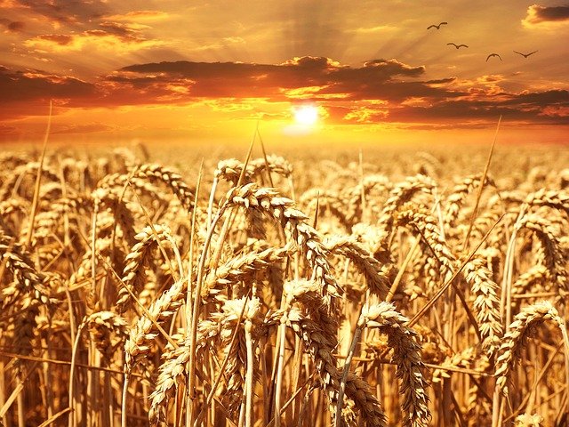 Pospolita cykoria podróżnik – jak się jej pozbyć?