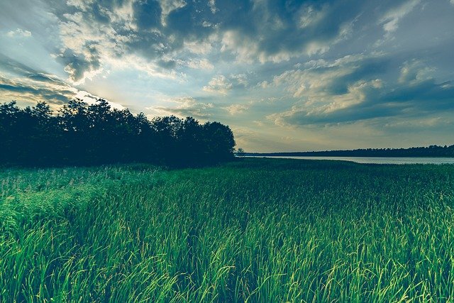 Co to są herbicydy i jak działają?