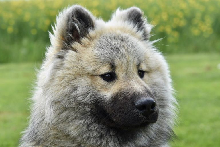 Jakie zioła pomagają psom z problemami trawiennymi?